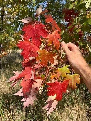 Photo of Freeman Maple (Acer freemanii) taken at Lee County