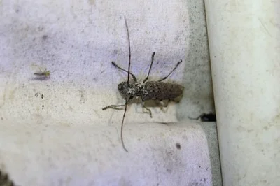 Photo of Northeastern Sawyer (Monochamus notatus) taken at Ralph Road State Forest