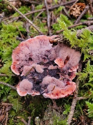 Photo of Devil'S Tooth (Hydnellum peckii) taken at Big Lagoon Wildlife Area
