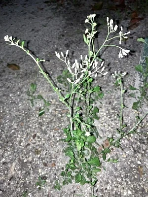Photo of Little Ironweed (Cyanthillium cinereum) taken at West Ridge Open Space Nature Preserve