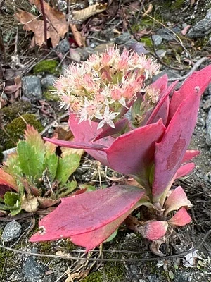Photo of Live-Forever (Hylotelephium telephioides) taken at Madison County