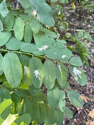 Photo of Locust Digitate Leafminer (Parectopa robiniella) taken at Cochituate State Park