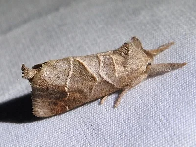 Photo of Clostera inclusa taken at Hawn State Park