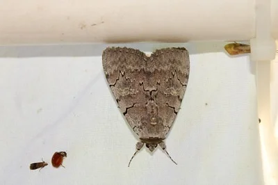 Photo of Pink Underwing (Catocala concumbens) taken at Minnesota Point Pine Forest Scientific And Natural Area