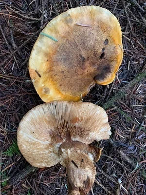 Photo of Tricholoma focale taken at Loomis Lake State Park