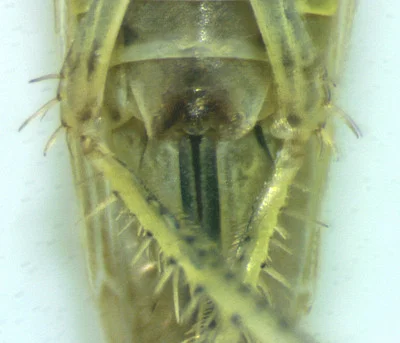 Photo of Graminella fitchii taken at Harrisburg Road Regional Park