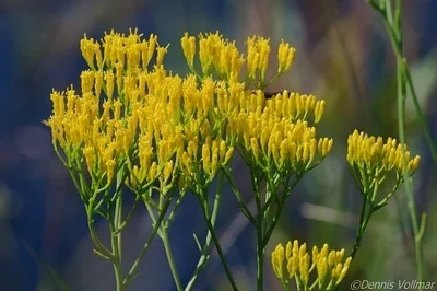 Photo of Bigelowia australis taken at Babcock Ranch Preserve