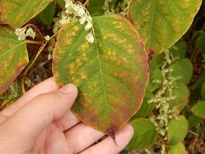 Photo of Fleeceflower (Reynoutria japonica) taken at Roanoke River Greenway