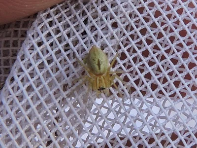 Photo of Lynx Spider (Oxyopes salticus) taken at Petra