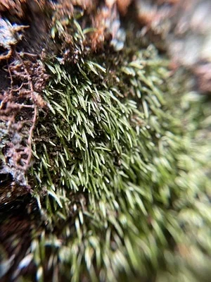 Photo of Bryoxiphium norvegicum taken at Kickapoo Valley Reserve
