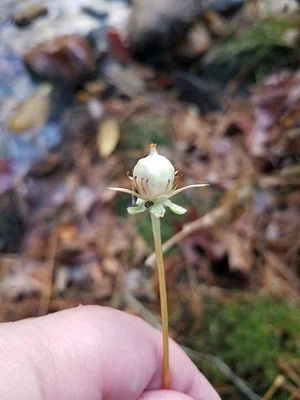 Photo of Parnassia asarifolia taken at Shining Rock Wilderness