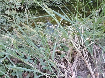Photo of Cockspur (Echinochloa crus-galli) taken at Indiana Township