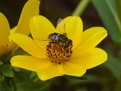 Photo of Eristalis dimidiata taken at Bethel