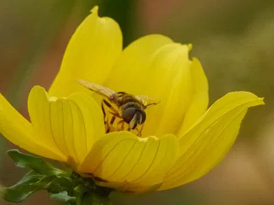 Photo of Eristalis transversa taken at Potowomut