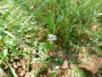Photo of Arrowvine (Persicaria sagittata) taken at Chowan Swamp Natural Area