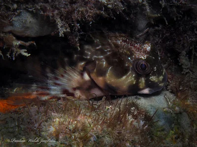 Photo of Scartella cristata taken at Martin County
