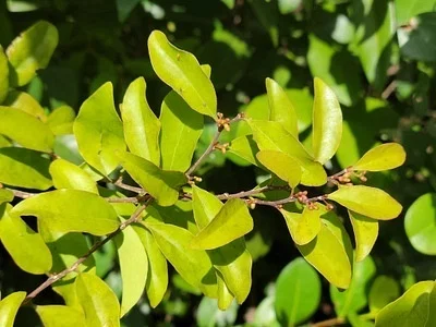 Photo of Schoepfia schreberi taken at Caloosahatchee Regional Park