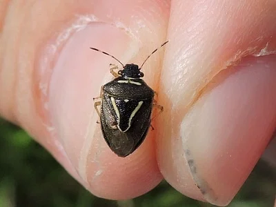 Photo of Mormidea lugens taken at Selma