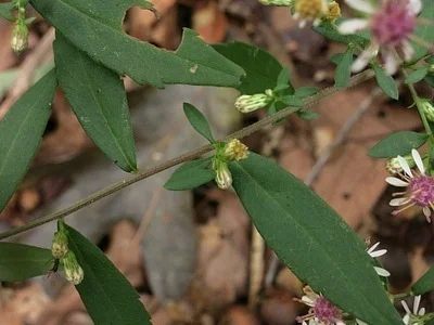 Photo of Calico Aster (Symphyotrichum lateriflorum) taken at Gray Township