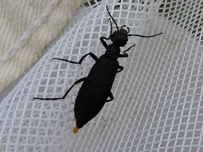 Photo of Black Blister Beetle (Epicauta pensylvanica) taken at Appleton