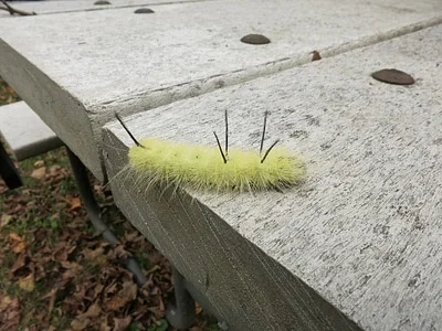 Photo of American Dagger (Acronicta americana) taken at Jasonville