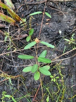 Photo of Rhabdadenia biflora taken at The Golden Marsh