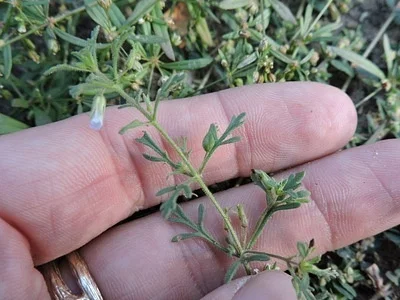 Photo of Cliff Conobea (Leucospora multifida) taken at Woodwards