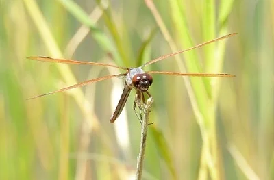 Photo of Libellula jesseana taken at Billies Bay Wilderness