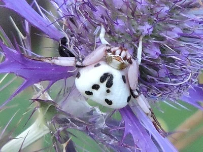 Photo of Whitebanded Crab Spider (Misumenoides formosipes) taken at Dublin