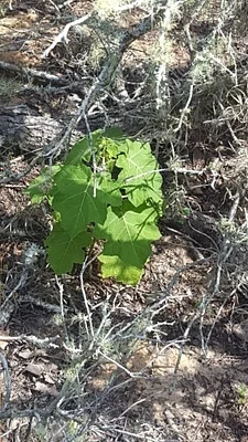 Photo of Tropical Soda Apple (Solanum viarum) taken at Serenoa Preserve