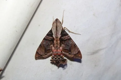Photo of Eupyrrhoglossum sagra taken at Robbins Open Space Preserve