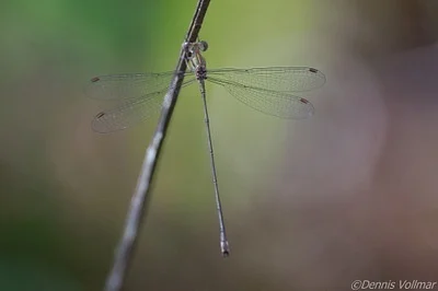 Photo of Lestes tenuatus taken at North Jupiter Flatwoods Natural Area