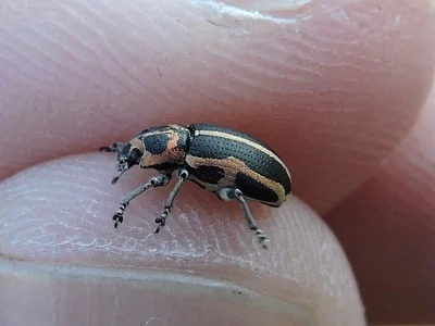 Photo of Eudiagogus pulcher taken at Pedernales River Nature Park
