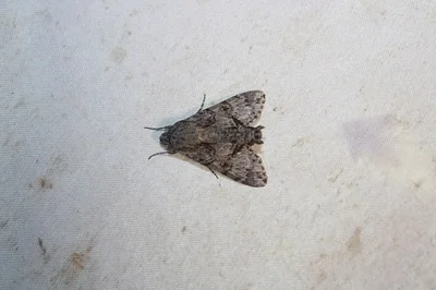 Photo of Cautethia grotei taken at Dagny Johnson Key Largo Hammock Botanical State Park