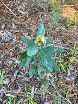 Photo of Palafoxia feayi taken at Pompano Beach