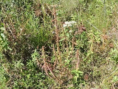 Photo of Valley Redstem (Ammannia coccinea) taken at Byesville