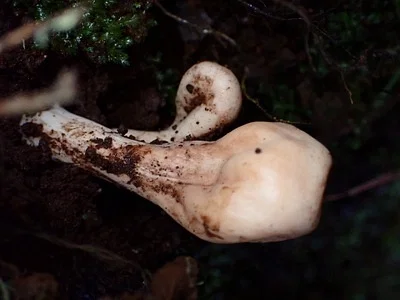 Photo of Clavariadelphus occidentalis taken at Grizzly Creek Redwoods State Park