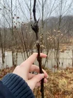 Neolasioptera verbesinae