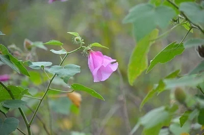 Photo of Hibiscus furcellatus taken at Delaware Scrub Natural Area