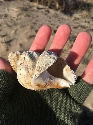 Photo of Buccinum undatum taken at Long Point Preserve