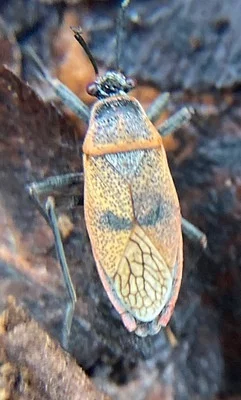 Photo of Largus maculatus taken at Sheldon Wildlife Management Area