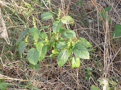 Photo of Acalypha persimilis taken at Fort Griffin State Historic Site