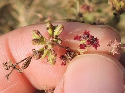 Photo of Scarlet Spiderling (Boerhavia coccinea) taken at Graham Municipal Airport