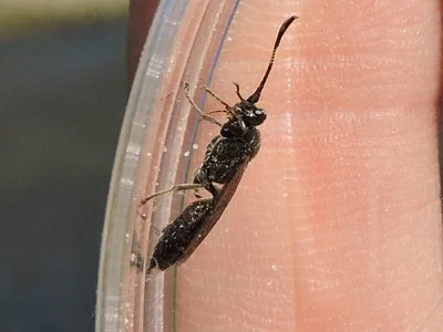 Photo of Vulgichneumon brevicinctor taken at Canton