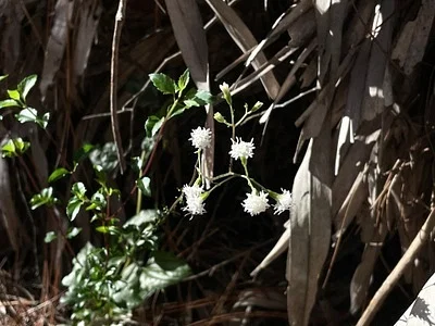 Photo of Ageratina jucunda taken at Citrus County