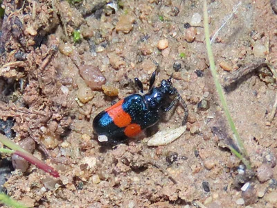 Photo of Lema balteata taken at Needle's Eye Wilderness