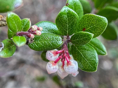 Photo of Arctostaphylos nummularia taken at Van Damme Pygmy Forest Natural Preserve