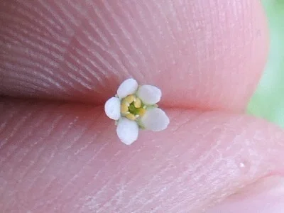 Photo of Water-Pimpernel (Samolus parviflorus) taken at Monroe
