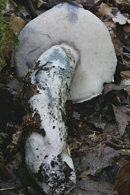 Photo of Cornflower Bolete (Gyroporus cyanescens) taken at Spruce Swamp Natural Area