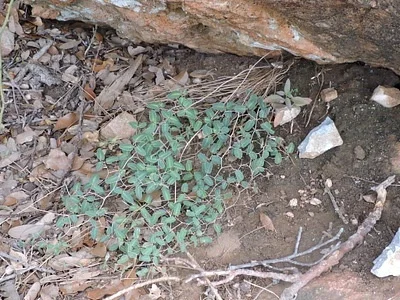 Photo of Pellaea ovata taken at Llano County